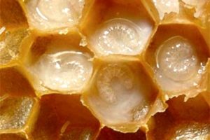 Подмор пчелиный при климаксе thumbnail