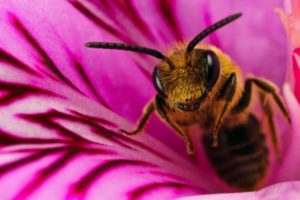 пчелка на цветке