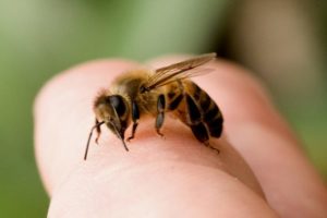 пчела сидит на пальце