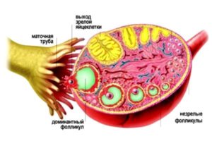 Отсутствие фолликулов в яичниках в менопаузе