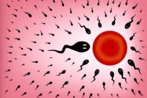 картинка сперматозоиды и яйцеклетка