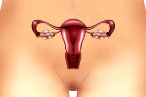 женские репродуктивные органы 