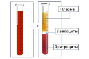 Общий анализ крови при климаксе норма