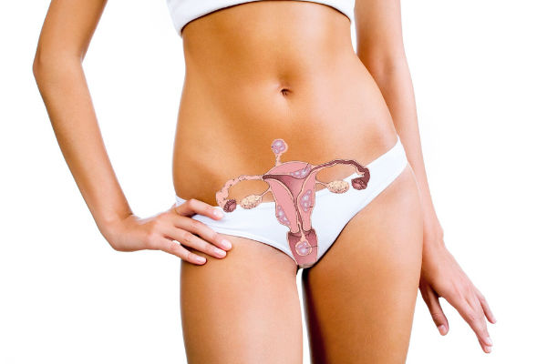 расположение репродуктивных органов женских